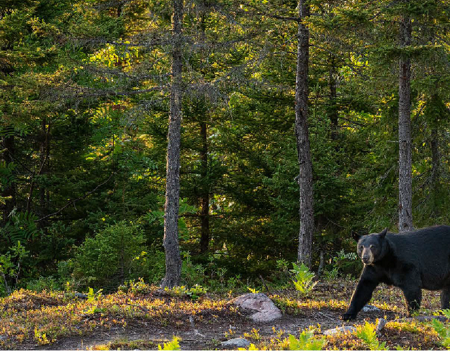 Cohabiter avec l'ours noir